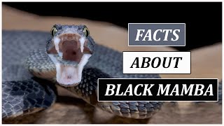 Things You Should Know About Black Mamba  Animal Globe [upl. by Marchall447]