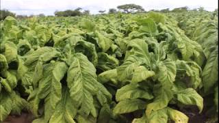 Tobacco Production In Zimbabwe [upl. by Farhsa]