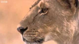 Lioness vs Cheetah  Big Cat Diary  BBC [upl. by Ludie329]