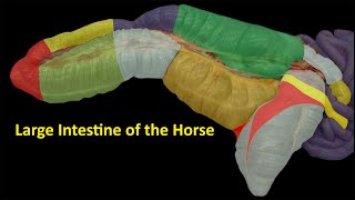 The Horses Digestive System  Intestinal Tract [upl. by Glori]