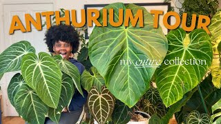 Entire Anthurium Collection Tour [upl. by Legir]