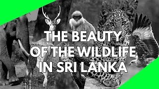 Wildlife Documentary Explore the wildlife of Sri Lanka Beautiful video of the nature and wildlife [upl. by Anitnamaid]