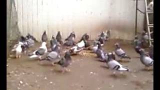 Pigeons cauchois [upl. by Wilburt]