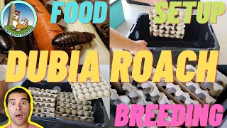 How to SET up a DUBIA roach COLONY  food  setup  breeding 2021 [upl. by Anina]