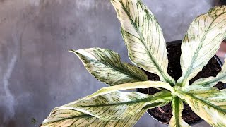 Variegated Peace Lily Varieties for Beginners [upl. by Keyser261]