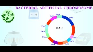 BACTERIAL ARTIFICIAL CHROMOSOME [upl. by Riccardo]