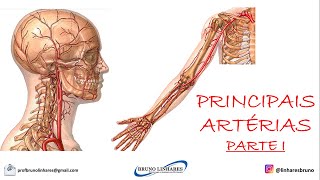 Principais Artérias  Parte I [upl. by Hitoshi]