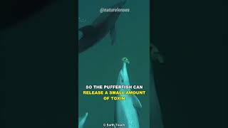 Dolphin Use Pufferfish Toxin To Get High [upl. by Atterahs]