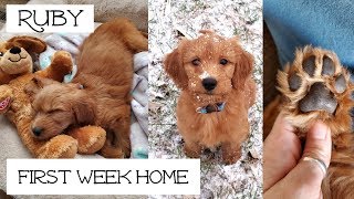 Goldendoodle Puppy 8 Weeks Old [upl. by Depoliti355]