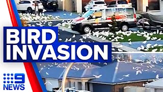 Corella birds take over Shellharbour streets  9 News Australia [upl. by Blancha]