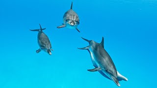 Dolphins Playtime  incredible underwater moments with wild dolphins 2021 [upl. by Margaretta736]