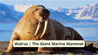 Walrus  The Giant Marine Mammal [upl. by Bela]