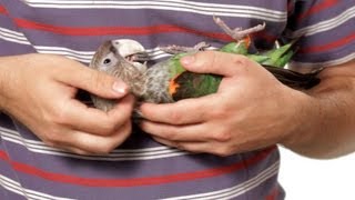 How to Hold a Parrot  Parrot Training [upl. by Neelak]