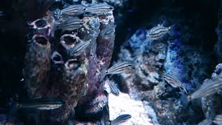 Five lined Cardinal Fish [upl. by Wobniar]