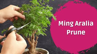 Pruning Ming Aralia PreBonsai [upl. by Anum184]