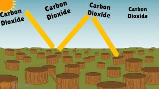 Deforestation Effects on Climate [upl. by Ainoda]