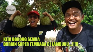 DURIAN SUPER TEMBAGA PERFECT [upl. by Chapin463]