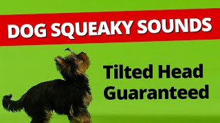 Squeaky toy dog toy  Squeaky toy sounds 1 hour  Dog Running videos –Tilted Head [upl. by Timms]