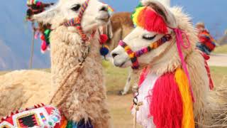 Llamas and Alpacas in Peru [upl. by Rahal]