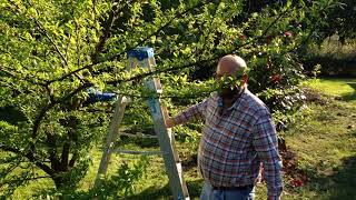 Spraying For Plum Curculios [upl. by Churchill]