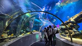 Sealife Centre Blackpool underwater tunnel walk through [upl. by Eirrak182]