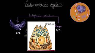 Endoplasmic reticulum and Golgi bodies  Cell the unit of life  Biology  Khan Academy [upl. by Erinna795]