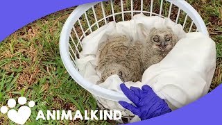 Baby Owl Falls Out of Tree and Gets Safe New Nest  Animalkind [upl. by Nortyad]