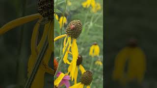 A Spider Makes Itself At Home On Coneflower gardensounds birdsound gardening [upl. by Jayme832]