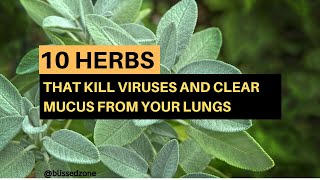 10 Herbs That Kill Viruses and Clear Mucus from Your Lungs  Blissed Zone [upl. by Adiazteb]