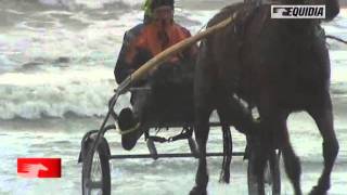 Histoire dun cheval  Organdi Danover  Equidia Live [upl. by O'Hara]