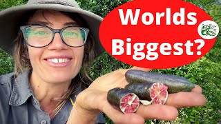 Worlds Biggest Finger Limes [upl. by Kwapong]