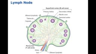 Chapter 11 Disorders of White Blood Cells and Lymphoid Tissues BIO216 [upl. by Hortense979]