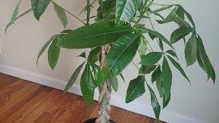 Propagating Money Tree in Water  Part 1 [upl. by Ruthe]