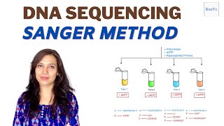 Dideoxy DNA Sequencing  Sanger method [upl. by Aneetsyrk372]