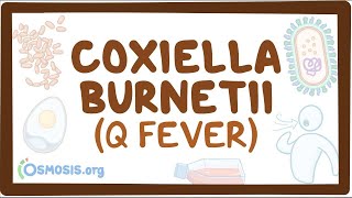 Coxiella burnetii Q fever  an Osmosis Preview [upl. by Neda799]