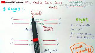 Restriction endonuclease enzyme  Mechanism  Briefly explained  Bio science [upl. by Flosi]