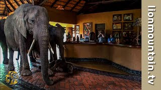 The Elephants that came to dinner 🐘🐘🐘  Mfuwe Lodge Zambia [upl. by Nalyt]