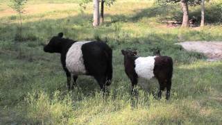 Fearringtons Belted Galloway Cows [upl. by Eiralav]