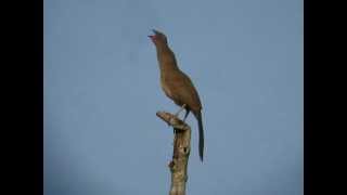 Plain Chachalaca calling [upl. by Lanta]