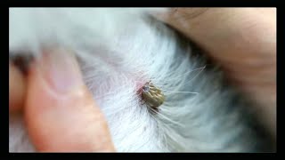 AMAZING TRICK FOR DOG TICK REMOVAL WITHOUT TWEEZERS [upl. by Htezil]