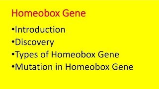 Homeobox Gene  Types  MSc  BSc  Genes and Differentiation  By kusum  science workshop [upl. by Nivlem127]