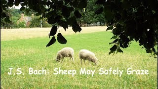 J SBach Sheep May Safely Graze  The Royal Philharmonic Orchestra [upl. by Naehgem]