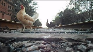 Amtrak Train The Silver Star Chickens On The Tracks [upl. by Erfert]