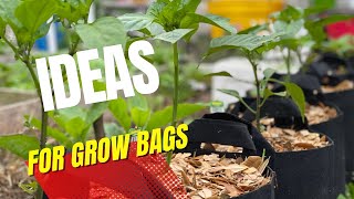 Grow Bag Gardening Ideas for Beginners  What to Grow in Grow bags gardenispiration [upl. by Warfeld]