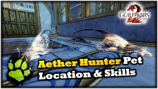 How To Get The Aether Hunter Ranger Pet in Guild Wars 2 [upl. by Assenav620]