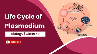 Life Cycle of Plasmodium  Class 12 [upl. by Eenafets]