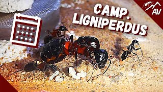 Camponotus Ligniperdus  Carpenter Ant Colony Update 2021 [upl. by Leanne282]