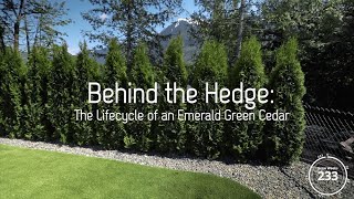 Behind the Hedge The lifecycle of an Emerald Green Cedar [upl. by Elohcim]