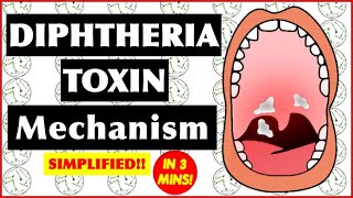 Diphtheria Toxin Mechanism of Action [upl. by Lundquist261]