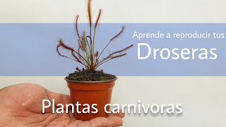 ¿Cómo recolectar semillas de Drosera  Plantas carnívoras [upl. by Einwat]